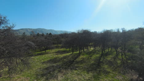 Flying-through-the-trees-and-over-green-pastures-in-the-Tehachapi-mountains-in-spring---first-person-view