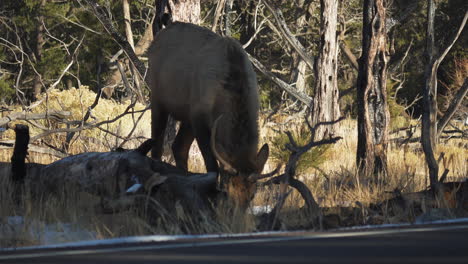 Wild-Elk-Grazing-Beside-Road-At-Mather-Campground