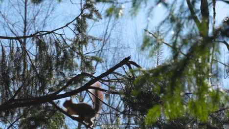Eichhörnchen-Springt-In-Zeitlupe-In-Bäume,-Sucht-Nach-Nahrung,-Sonniger-Tag