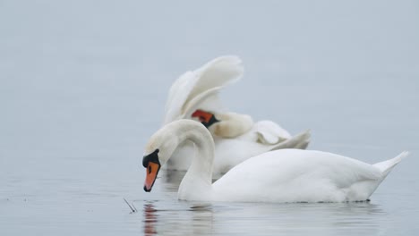 Wild-mute-swan-eating-grass-underwater-closeup-in-overcast-day