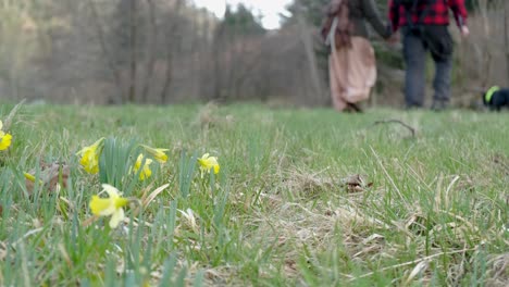 Couple-walking-with-a-dog-among-a-field-of-daffodil-flowers