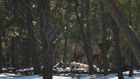 Wild-Elk-Walking-Behind-Trees-Near-Mather-Campground
