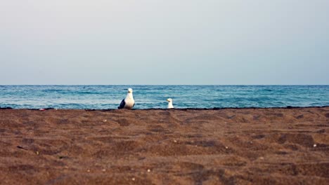Ein-Paar-Kleinere-Schwarzrückenmöwen-Am-Strand