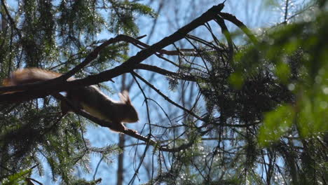 Eichhörnchen-Springt-In-Zeitlupe-In-Bäume,-Sucht-Nach-Nahrung,-Sonniger-Tag