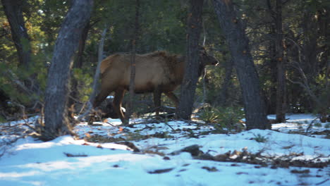 Elk-Walking-On-Snow-Covered-Ground-At-Mather-Campground