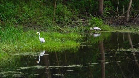 Egrets-and-Ibis-searching-for-food-at-City-Park-in-New-Orleans,-La