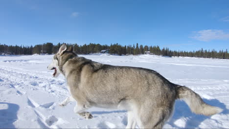 Sibirischer-Husky-hund,-Der-An-Einem-Schönen-Wintertag-Schnell-Auf-Schnee-Läuft