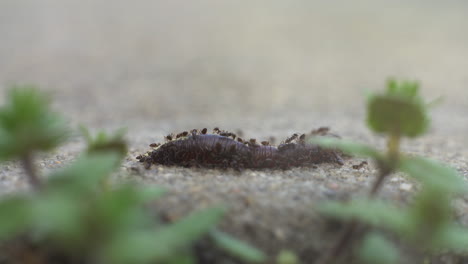Ameisen-Schließen-Sich-Zusammen,-Um-Einen-Toten-Regenwurm-Zu-Ernten---Isoliertes-Makro
