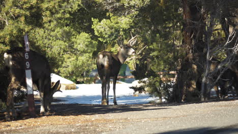 View-Of-Gang-Of-Elks-Walking-Across-Road-Near-Mather-Campground