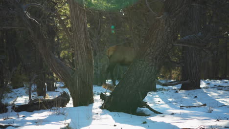 Wild-Elk-Walking-Along-Snow-Covered-Ground-Behind-Trees-At-Mather-Campground