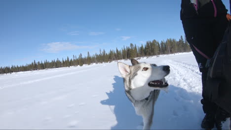 Super-slowmotion-shot-of-a-very-happy-and-energetic-siberian-husky-dog-running-in-deep-snow-landscape-in-Kiruna,-Sweden