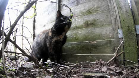 A-brown-and-black-cat-checking-out-its-territory