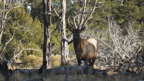 Wild-Elk-Grazing-Near-Fallen-Tree-At-Mather-Campground