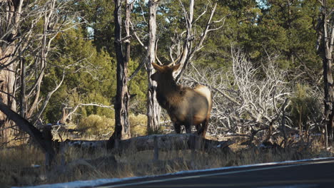 Wild-Elk-Beside-Road-While-Traffic-Goes-Past-Near-Mather-Campground,-USA