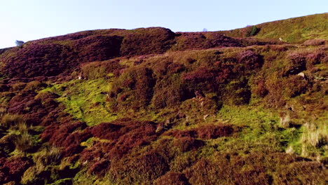 North-York-Moors-Heather-at-Danby-Dale---Aerial-Drone-Footage-of-heather-in-full-bloomin-Summer---Clip-4a
