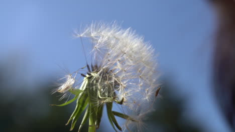 Make-a-wish-and-then-blow-dandelion-seeds-into-the-gentle-spring-breeze---isolated-close-up---wishes-fulfilled,-dreams,-end