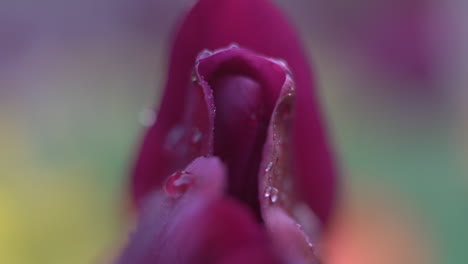 Close-up-of-a-flower---concept:-abstract-sexual-or-sensual-dripping-vulva,-feminine,-divine,-awakening,-spirit,-body,-soul,-sex,-tantra-practice