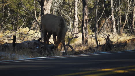 Wild-Elk-Eating-Beside-Road-At-Mather-Campground