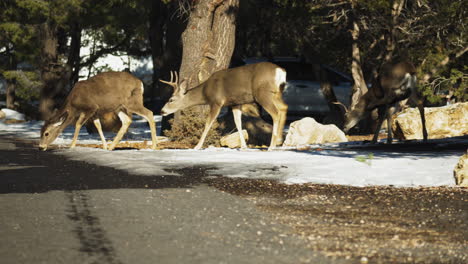 Gang-Of-Wild-Elks-Walking-Across-Road-At-Mather-Campground,-USA