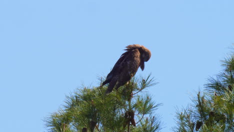 A-majestic-red-tailed-hawk-looking-for-prey-from-its-perch-on-the-top-of-a-pine-tree