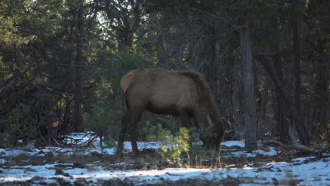 Wild-Elk-Seen-Grazing-On-Partially-Frozen-Ground-At-Mather-Campground