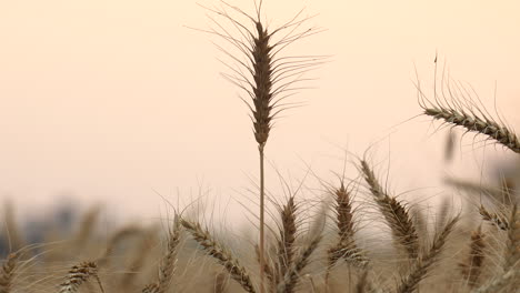 Handheld-vertical-TILT-shot-of-Wheat-in-the-field