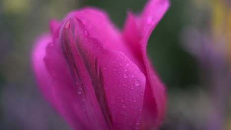 Nahaufnahme-Einer-Verträumten-Einzelnen-Tulpe-Am-Morgen-Mit-Tautropfen-Auf-Den-Zarten-Blütenblättern