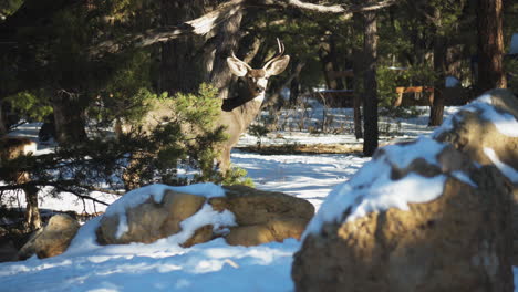 Wild-Elk-Seen-Through-Bush-At-Mather-Campground