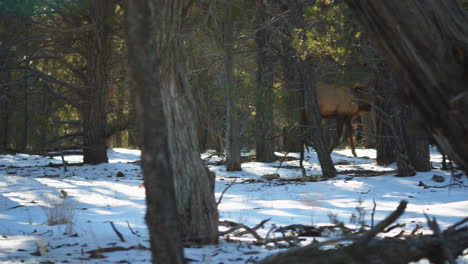 Wild-Elk-Walking-Past-On-Snow-Behind-Trees-At-Mather-Campground