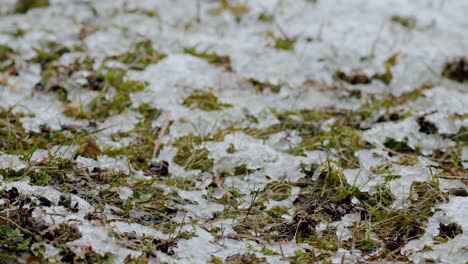 Schmelzender-Schnee-Auf-Gras-Vorfrühling-Zeitraffer