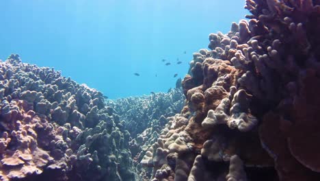 Hermoso-Cierre-Cinematográfico-De-Coloridos-Arrecifes-De-Coral-Biodiversos-Con-Diferentes-Especies-De-Peces-Nadando-Mientras-Los-Rayos-Del-Sol-Brillan-Bajo-El-Océano-Tropical-Azul-De-La-Gran-Barrera-De-Coral,-Australia