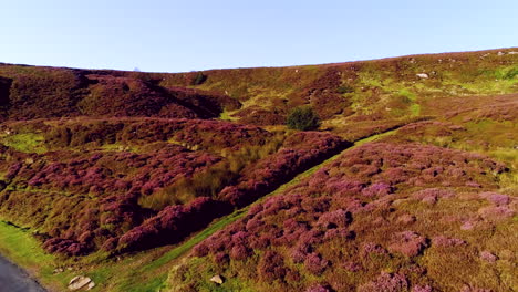 North-York-Moors-Heather,-Drone-Close-Fly-Over-Over-Over-Danby-Dale-In-Summer---Clip-2