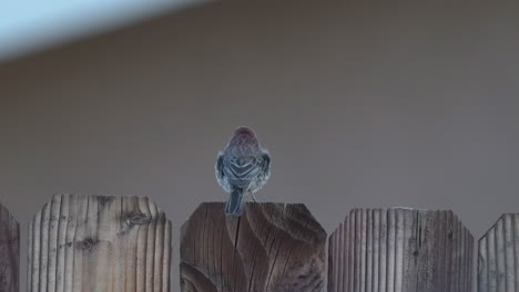 An-adult-male-house-finch-perched-on-a-fence-in-a-backyard-then-flies-away