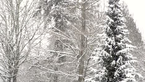 Static-shot-of-snowfall-gently-falling-against-forest-scene