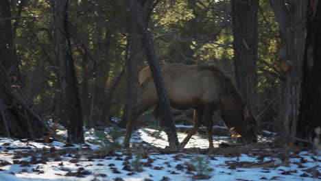 Wild-Elk-Walking-Past-Through-Trees-At-Mather-Campground