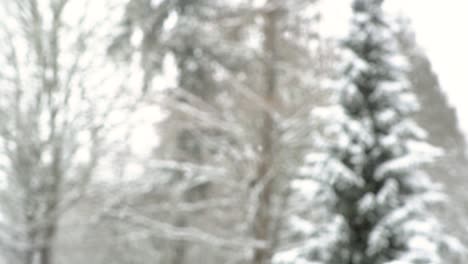 Rack-focus-of-gentle,-peaceful-snowfall-in-forest-scene