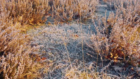 Frozen-Heathland-Landscape-At-Hoge-Veluwe-National-Park