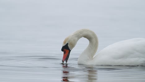 Wild-mute-swan-eating-grass-underwater-closeup-in-overcast-day