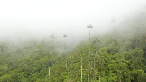 Drone-Flies-Away-from-Colombian-Wax-Palm-Trees-on-Foggy-Day-in-Cocora-Valley