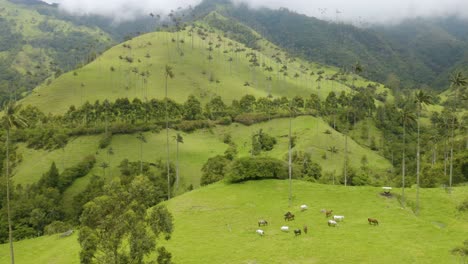 Wildpferde-Weiden-Im-Kolumbianischen-Cocora-Tal