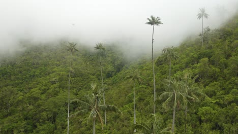 Nebel-Umgibt-Und-Verschlingt-Wachspalmen-Im-Tropischen-Regenwald