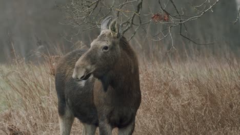 Wild-old-elk-moose-female-calm-peaceful-looking-around-in-early-spring-evening-dusk