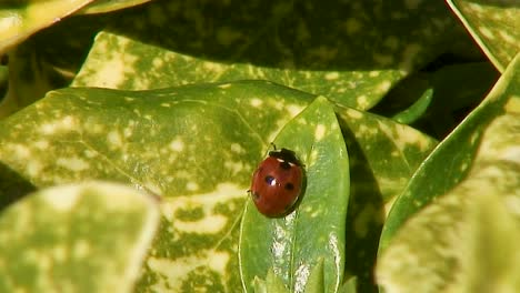 A-seven-spot-ladybird,-scientific-name-Coccinella-septumpunctata,-basking-in-the-spring-sunshine-on-a-leaf-of-a-Laurel-bush-in-the-UK