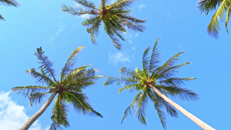 Coconut-trees-under-blue-sky-low-angle-view,-authentic-tropical-scenery-on-sunny-day,-full-frame