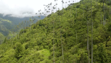 Wax-Palm-Trees-sticking-out-of-Rainforest-in-Colombia's-Cocora-Valley