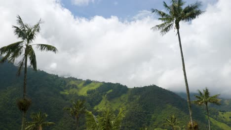 Wax-Palm-Trees-in-Cocora-Valley-with-Blue-Sky-Background