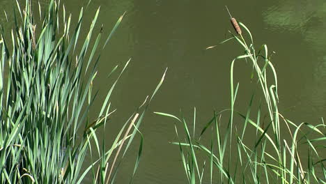 Koi-Schwimmen-An-Rohrkolbenpflanzen-Am-Rand-Eines-Teiches-Vorbei