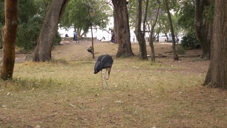 Ethiopian-Stork-is-collecting-small-branches-to-build-his-nest,-this-video-taken-in-Hawassa-lake-in-Ethiopia