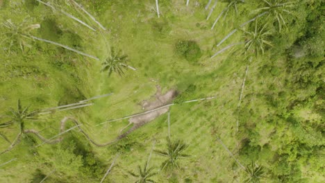 Birds-Eye-View-of-Cocora-Valley-Wax-Palm-Trees-in-Colombia's-Los-Nevados-National-Natural-Park