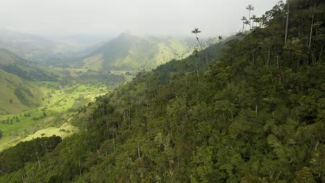 Luftaufnahme-Des-Regenwaldes-Im-Cocora-Tal,-Heimat-Der-Höchsten-Palmen-Der-Welt